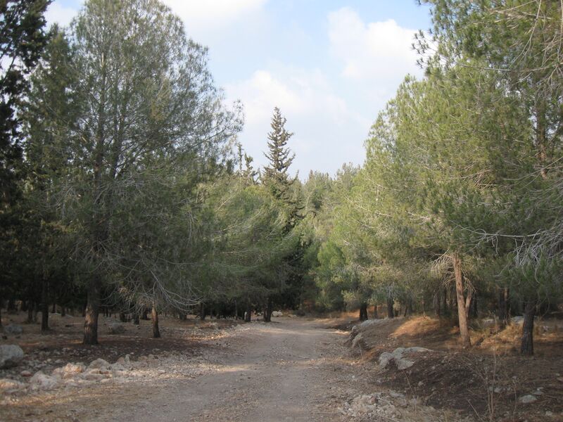 קובץ:SapirOut009 0.jpg