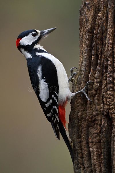 קובץ:Woodpecker-22328483.jpg
