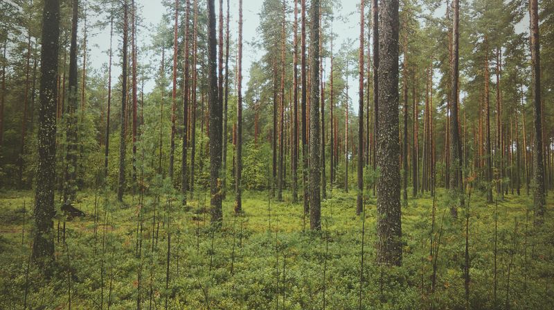 קובץ:Forest.jpg
