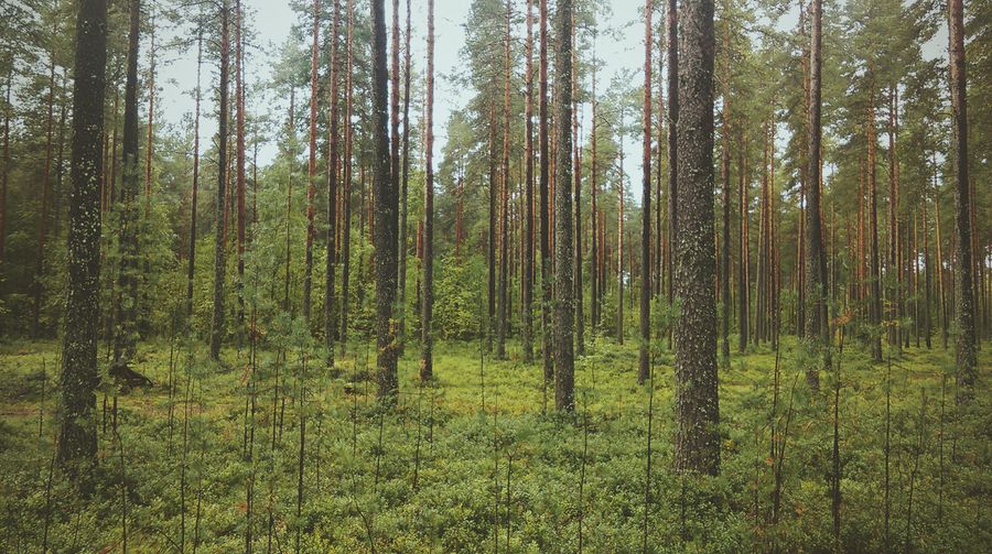 Forest.jpg
