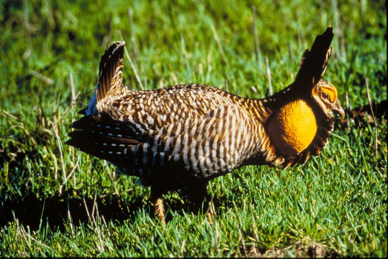 קובץ:Attwater Prairie Chicken.jpg