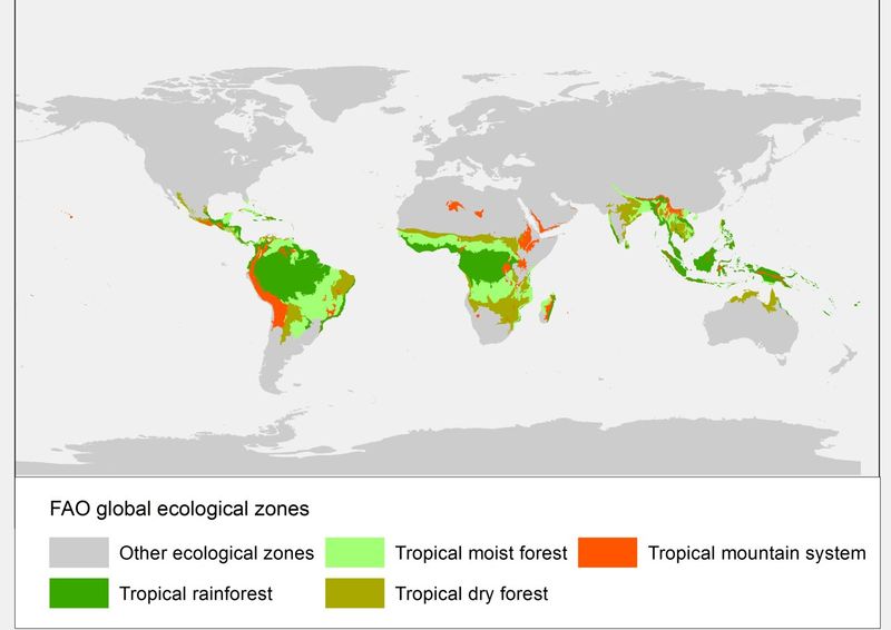 קובץ:Lossy-page1-1280px-Tropical forests.tif.jpg